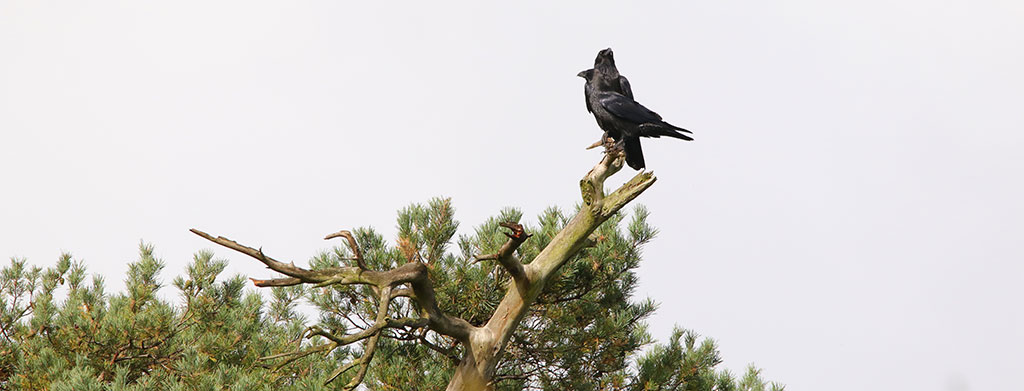 Raven tijdens de informatieve wandeling van de werkgroep in het Kroondomein (Eigen foto)