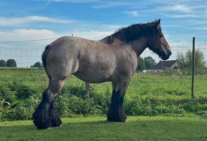 Stal Groenenbroek